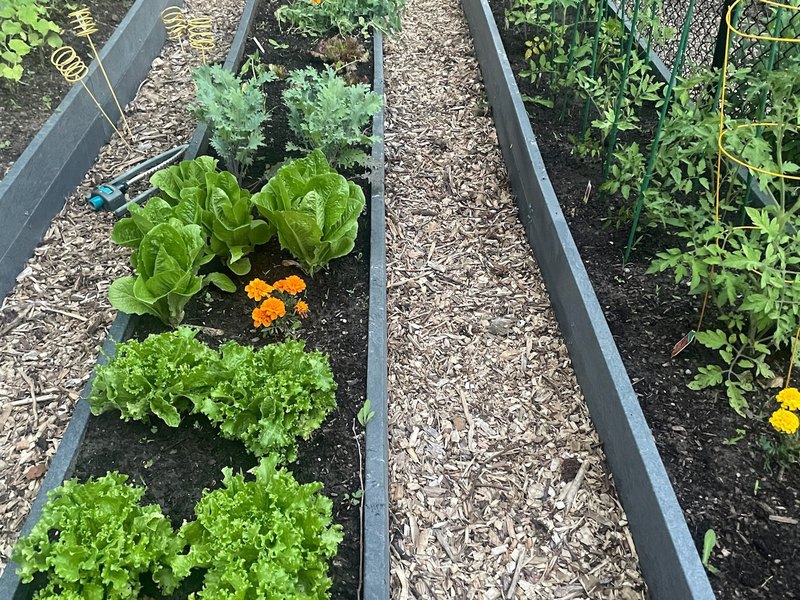 Raised garden beds in recycled plastic lumber planted with lettuce and herbs